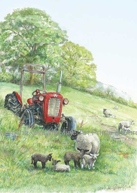 tractor with lambs, painting by Caroline Glanville