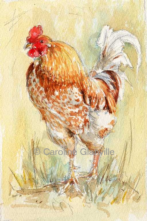 Cockerel, painting by Caroline Glanville