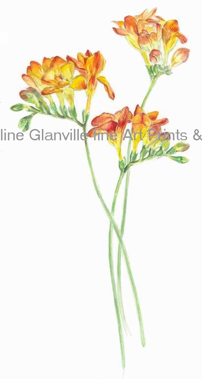 Orange freesia, painting by Caroline Glanville