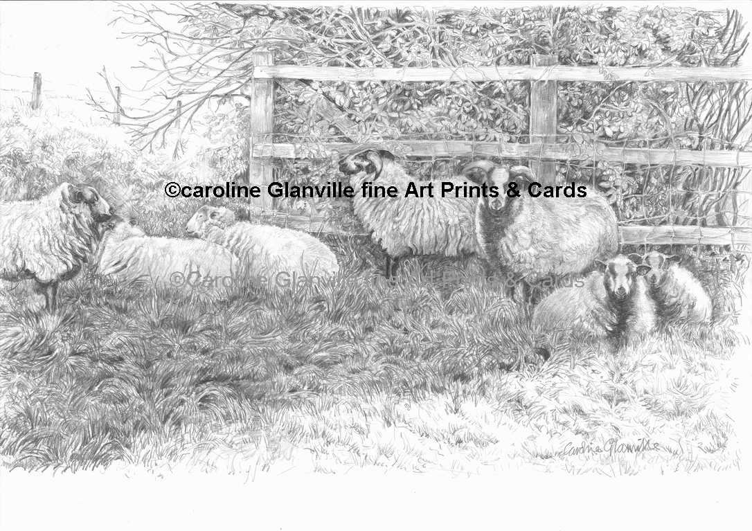Badger faced sheep drawing by Caroline Glanville
