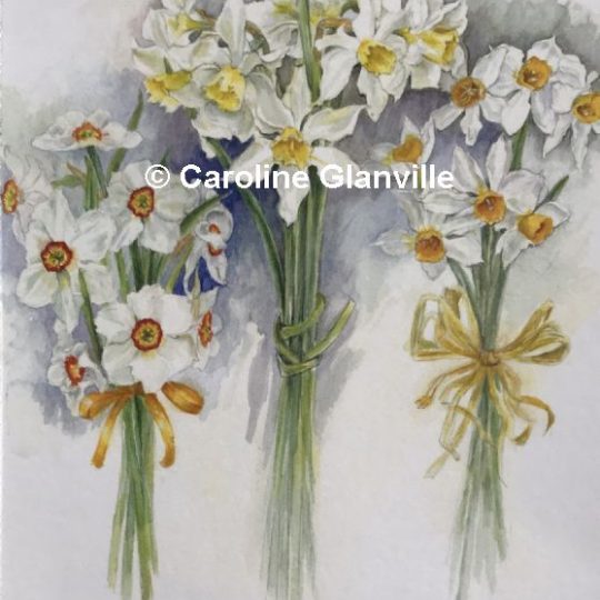 Ref.F1 Bunches of Narcissus