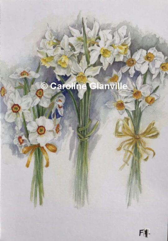 Ref.F1 Bunches of Narcissus