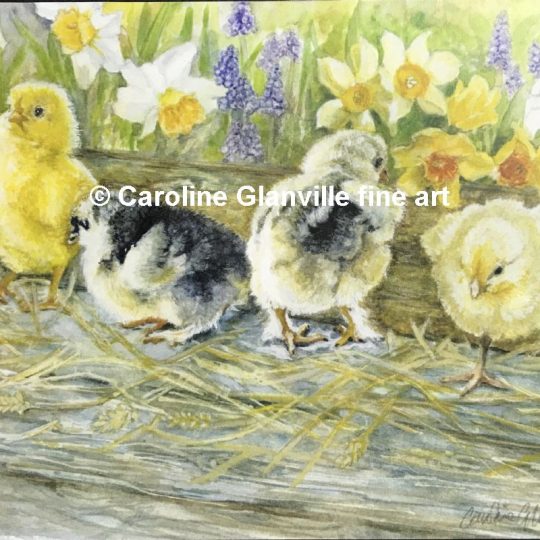 Ref. 07 Little hatchling chicks