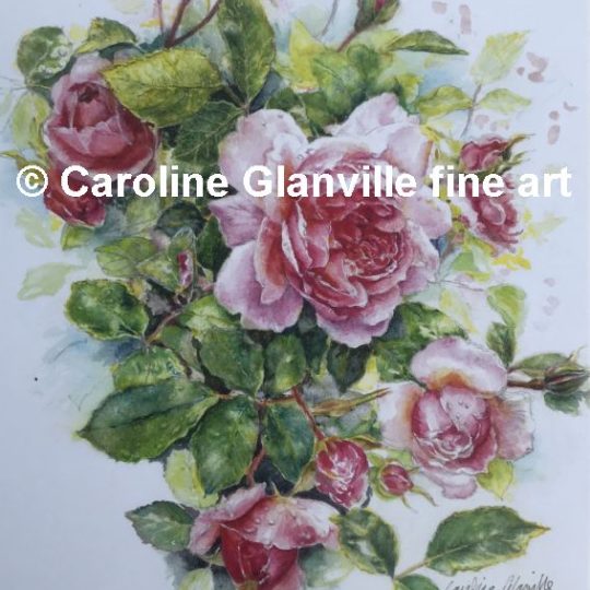 Ref. 104 A Rose in Bloom