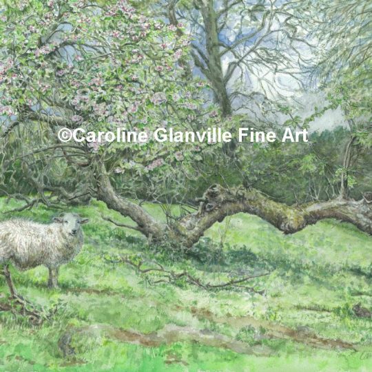 Ref. 14b. Old Pear Tree