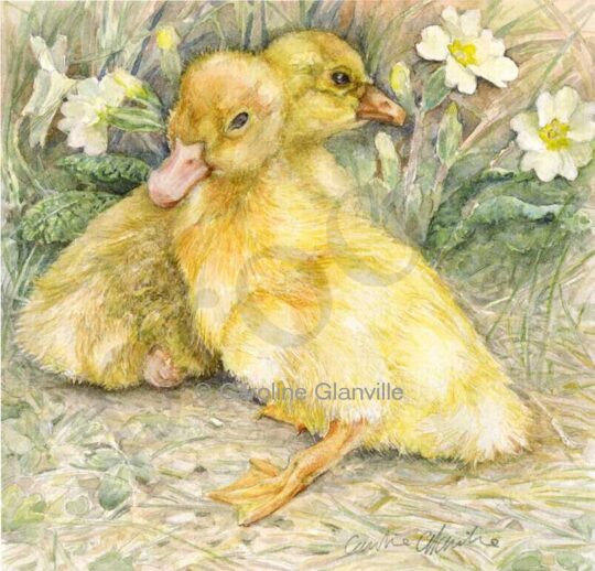 Ref: 56 Duckling & Gosling