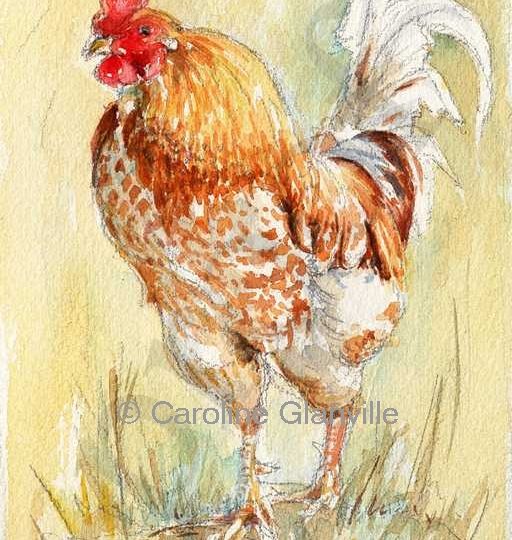 Ref: 10. Cockerel