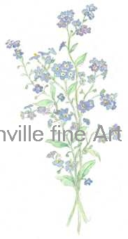 Ref. 21. Forget-me-not