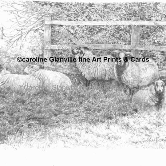 Ref: 33. Badger faced Sheep