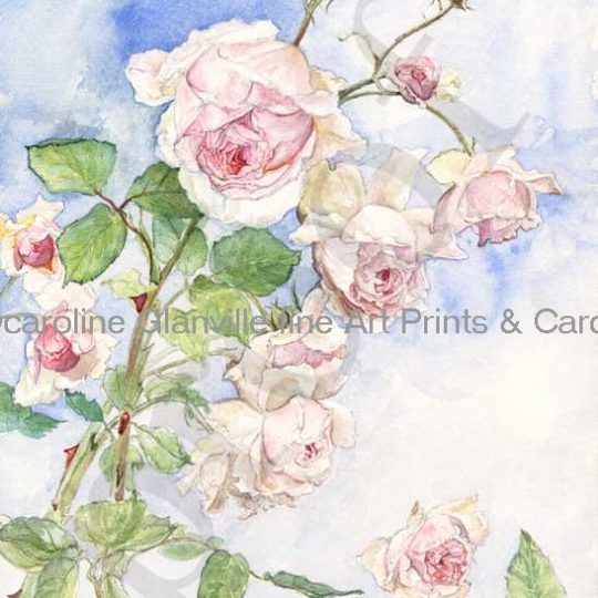 Ref.46 Old English rose