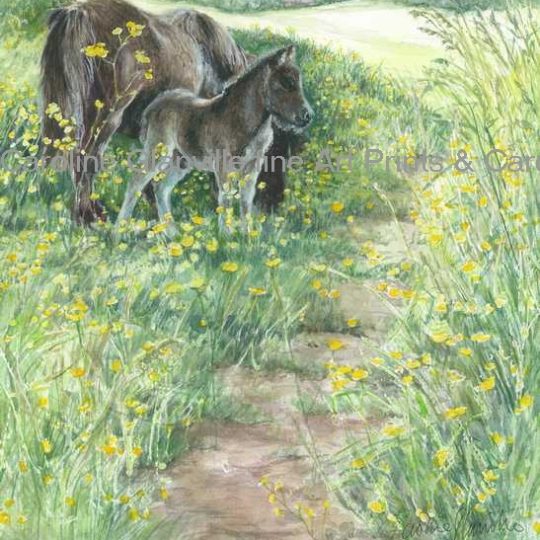 Ref: 17. Ponies and Buttercups