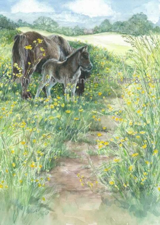 Ref: 17. Ponies and Buttercups