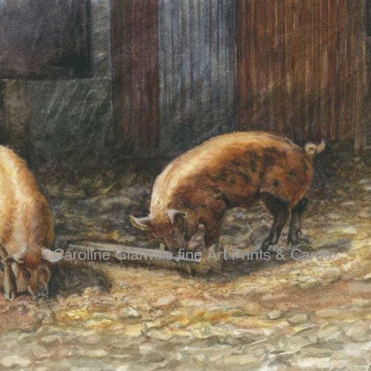 Ref: 29. Tamworth pigs