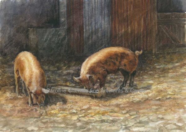 Ref: 29. Tamworth pigs