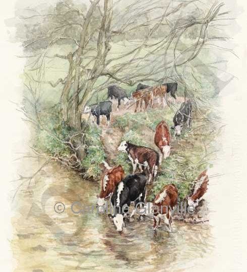 Ref: 54. Cows at the river