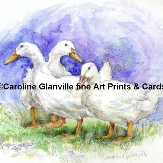 Ref: 30. Three White Ducks